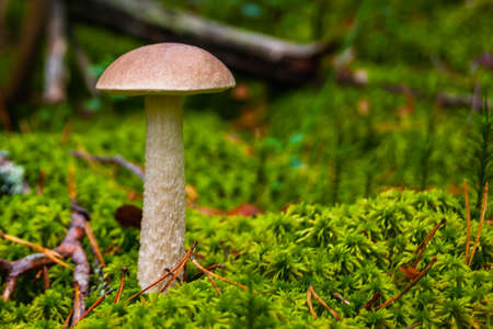 Mushroom leccinum scabrum in moss. Forest landscape with trees and moss.