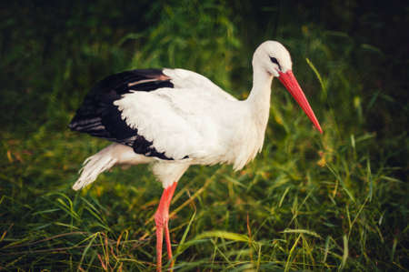 white stork on green grassの写真素材