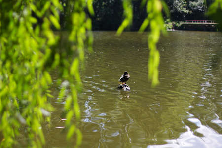 Duck sitting on the stone on the lake with willow leavsの写真素材