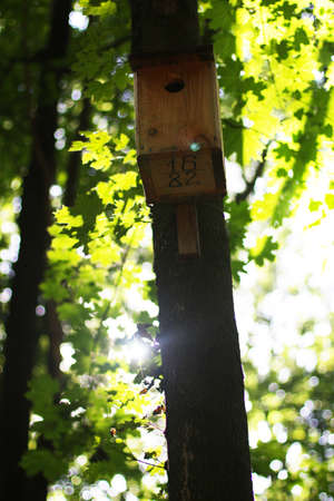 Bird feeder in the forest. Summer season. Natural lightの写真素材
