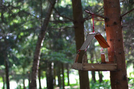 Bird feeder in the forest. Summer season. Natural lightの写真素材