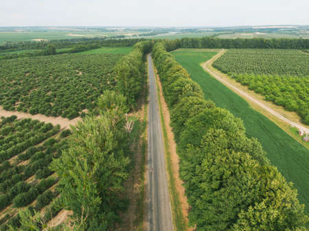 Aerial panorama of the road, that leads between green patterns of fields and gardensの写真素材