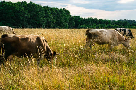 Cows on a summer pasture. Yellow grass on the fieldの写真素材