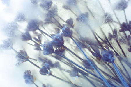 Frozen flower in an ice cube, lavender, watercolor flowers, top view, place to copy text