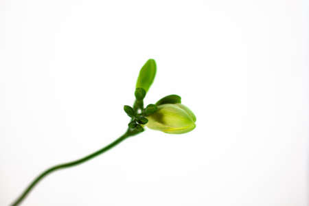 Freesia white flowers. Twig with buds in bloom. isolated on white background. Awakening of the flower.の写真素材