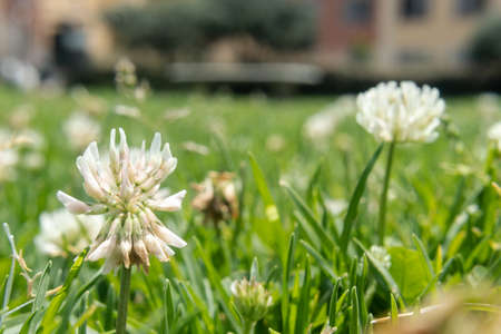 Macro Photography to Wild Flower growing up in green grass at sunny Day with city backgroundの写真素材