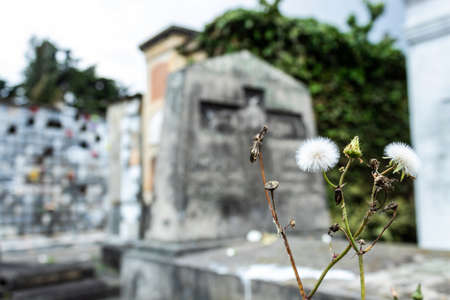 Taraxacum officinale, Lion Teeth white Flower growing up near to a old tombstone into a cemetery