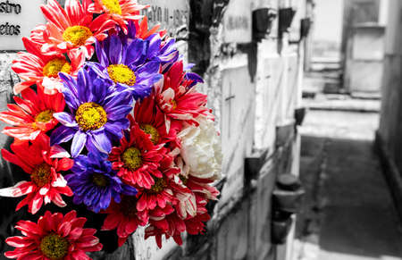 Daisy Violet and Red flowers at columbarium grave in cemetery. Black and white color photography with blur effectの写真素材