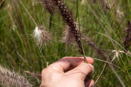 Vibrant Closed up to a male hand holding a purple wheat in sunny day.の写真素材