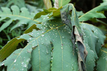 close up to raind rops over green leaves in rainforest at sunny dayの写真素材