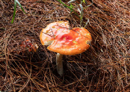 Closed to an Orange and red mushroom with little white spots and drie brown pine trees needles at background. This mushroom is knowed as Amanita parcivolvata and its poisonusの写真素材