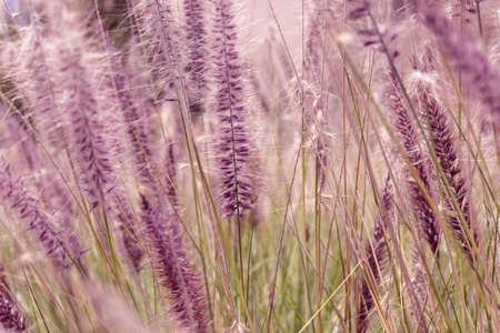 Closed up to a vibrant purple and green wheat field at sunny dayの写真素材