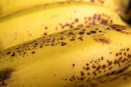 Macro photography to a fresh yellow freckled banana cluster texture. Fruit and texture conceptの写真素材