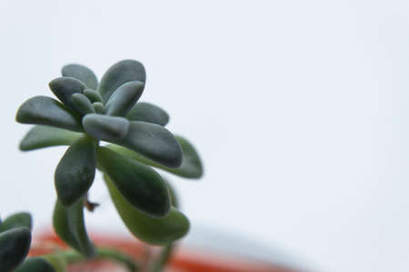 Macro photography to a green succulent plant into an orange flower pot. Interior design and natural conceptの写真素材