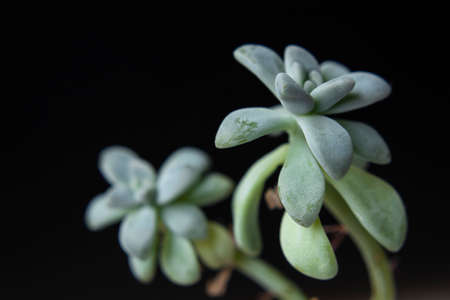 Macro photography to a two green succulent plant with black background Interior design and natural conceptの写真素材