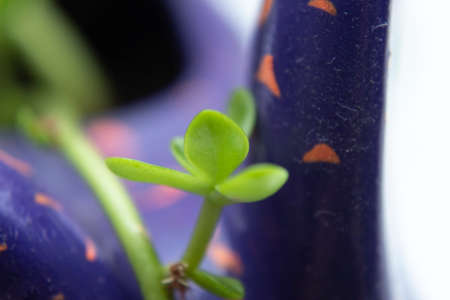acro photography to a green succulent plant into a violet flower pot. Interior design and natural conceptの写真素材