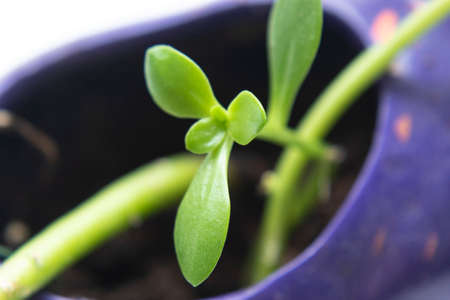 Macro photography to a green succulent plant into a violet flower pot. Interior design and natural conceptの写真素材