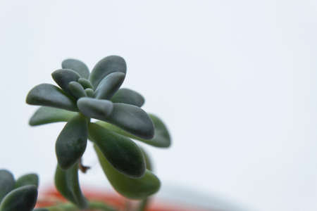 Macro photography to a green succulent plant into an orange flower pot. Interior design and natural conceptの写真素材