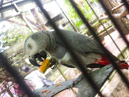 Closed up to an African gray parrot with red tail eating a cantaloupe into a zoo cage.の写真素材
