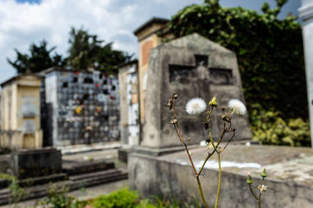 Taraxacum officinale, Lion Teeth white Flower growing up near to a old tombstone into a cemeteryのeditorial素材