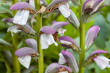 Closeup to an amazing summer white and violet flowers with one bee over a flower, green steam and blurred nature garden. Ideal for fashion, floral and botanical conceptsの写真素材