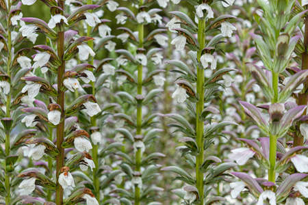 Closeup to an amazing summer white and violet flowers with green steamの写真素材
