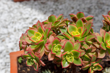 Closeup to a beauty red and green succulent flowers into a red flower pot and white rocks at background. Gardening and interior design conceptの写真素材