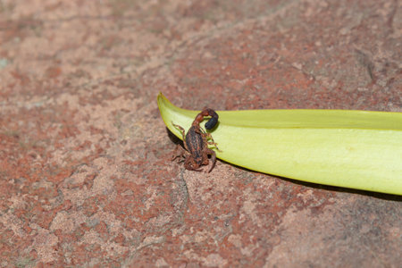 Closeup to a Colombian endemic scorpio named Tityus columbianus over a green leaf and red stone. Wild Life Conceptの写真素材