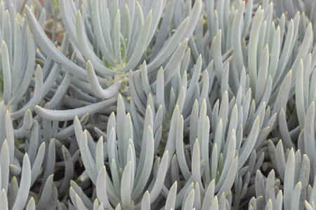 Closeup to a green succulent plant into a garden at evening.の写真素材