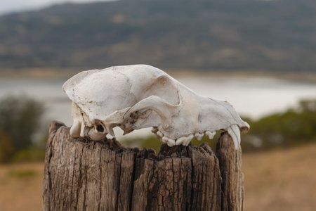 Animal skull over a wooden trunk with lake and mountains at backgroundの写真素材
