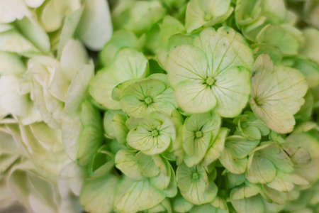 Closeup to a green and white flowers with at summer