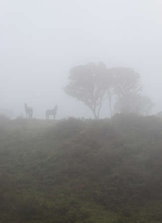 Two horses near to a two trees in the middle of Colombian andean countryside in foggy dayの写真素材