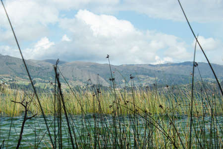 close up to a Water vegetation with green algae, blue lake and andean mountains at backgroundの写真素材