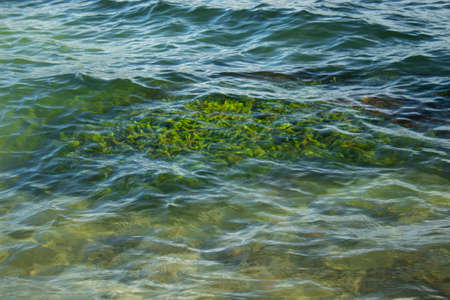 Close up to a green algae lake with sand in background and blue water with waves