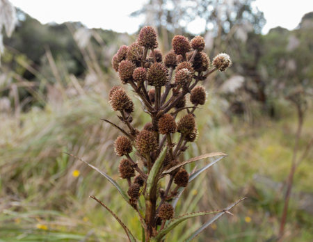 Close up to a wild brown spined flower at Colombian badland countrysideの写真素材