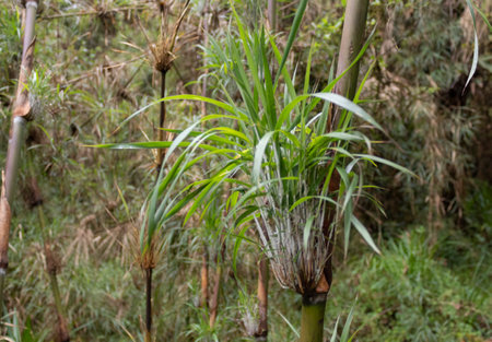 Closeup to a bamboo tee leaves with green steam and blurred forest at backgroundの写真素材