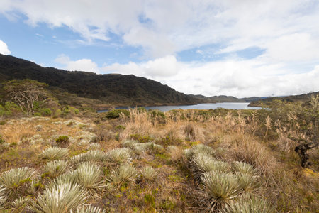 Beautiful paramo ecosystem landscape with frailejones or espeletia plants at golden hourの写真素材