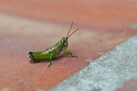 Macro photo of a common green grasshopper with red eyes over a red floorの写真素材