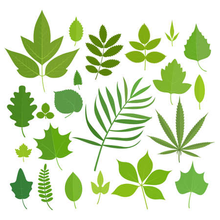 Set of leaves icons isolated on white background.のイラスト素材