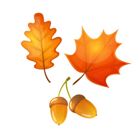 Colorful cartoon illustration of an oak and a maple leaf, acorn. Vector.のイラスト素材
