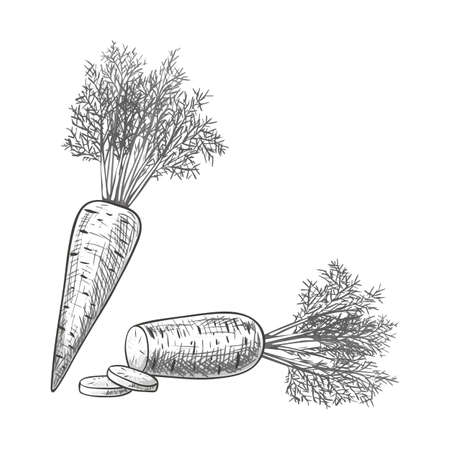 Monochrome sketch style sliced carrot. Eco organic fresh vegetable.のイラスト素材