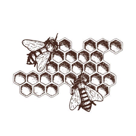 Hand drawn ink sketch illustration of honey combs, organic nature product. Vectorのイラスト素材