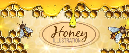 Colorful sketch illustration, honey horizontal banner, organic nature product. Vectorのイラスト素材