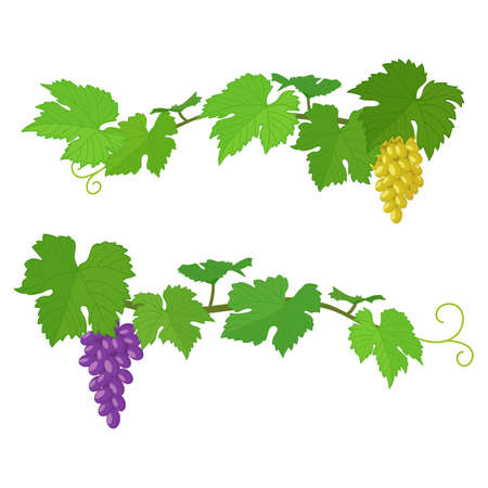 Set of bunches of grapes, colorful illustration. Vectorのイラスト素材