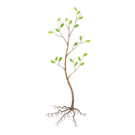 Seedling tree with roots, colorful illustration. Vectorのイラスト素材