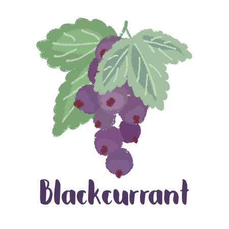 Blackcurrant - vintage illustration of forest berry with torn edges and brush effect. Vectorのイラスト素材