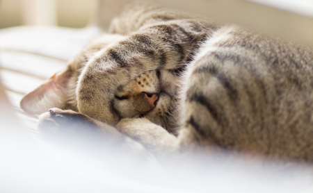 Sleeping cat on the white chairの写真素材