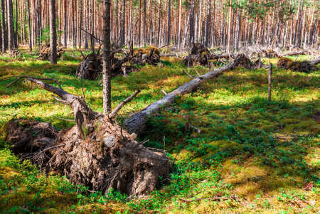 fallen treesの写真素材