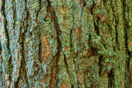 Bark of pine treeの写真素材