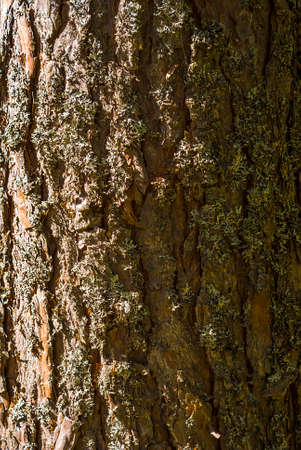 Bark of pine treeの写真素材